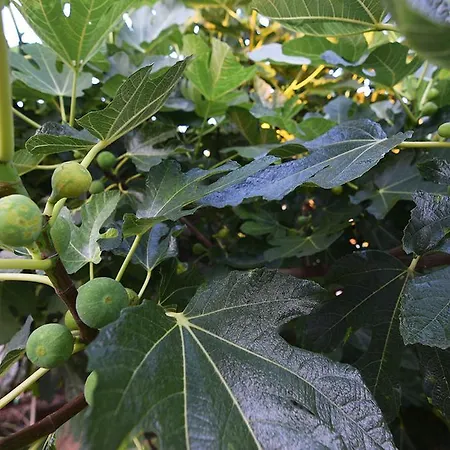 Lavanda Biograd Na Moru